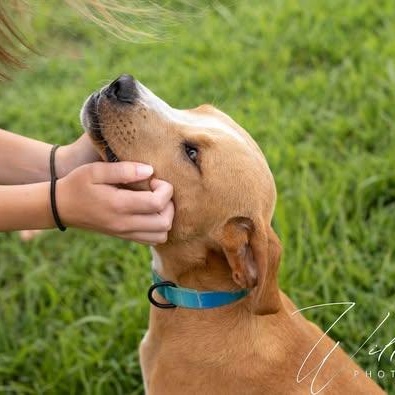 Biscuit-Sponsored Adoption