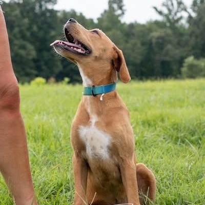 Biscuit-Sponsored Adoption