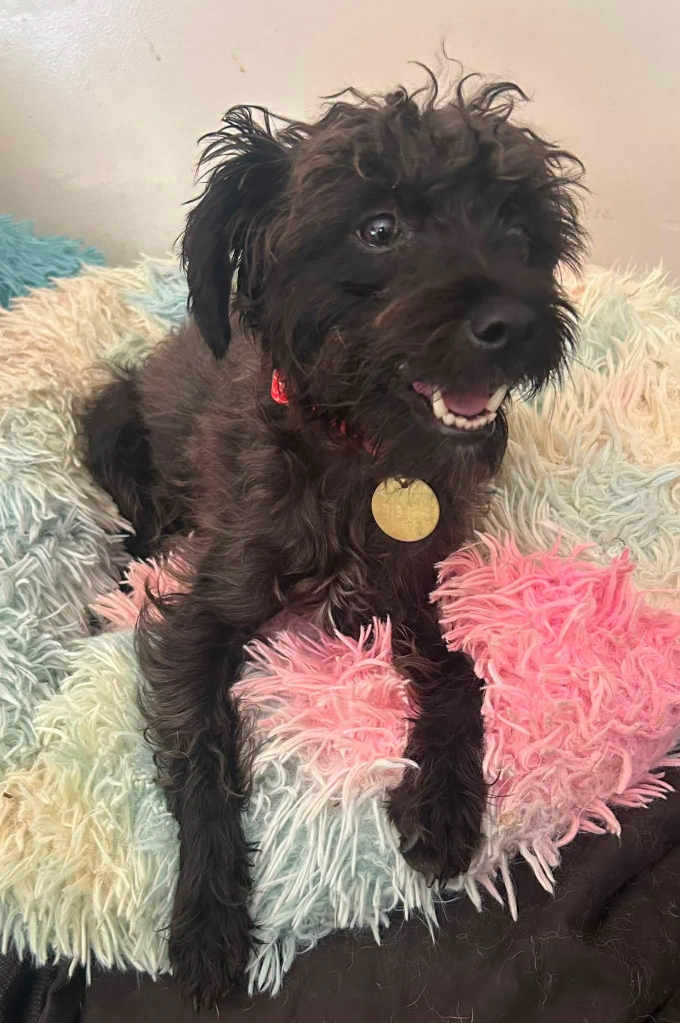 Hula, ADOPTABLE, Young Female Maltese & Poodle (Toy).