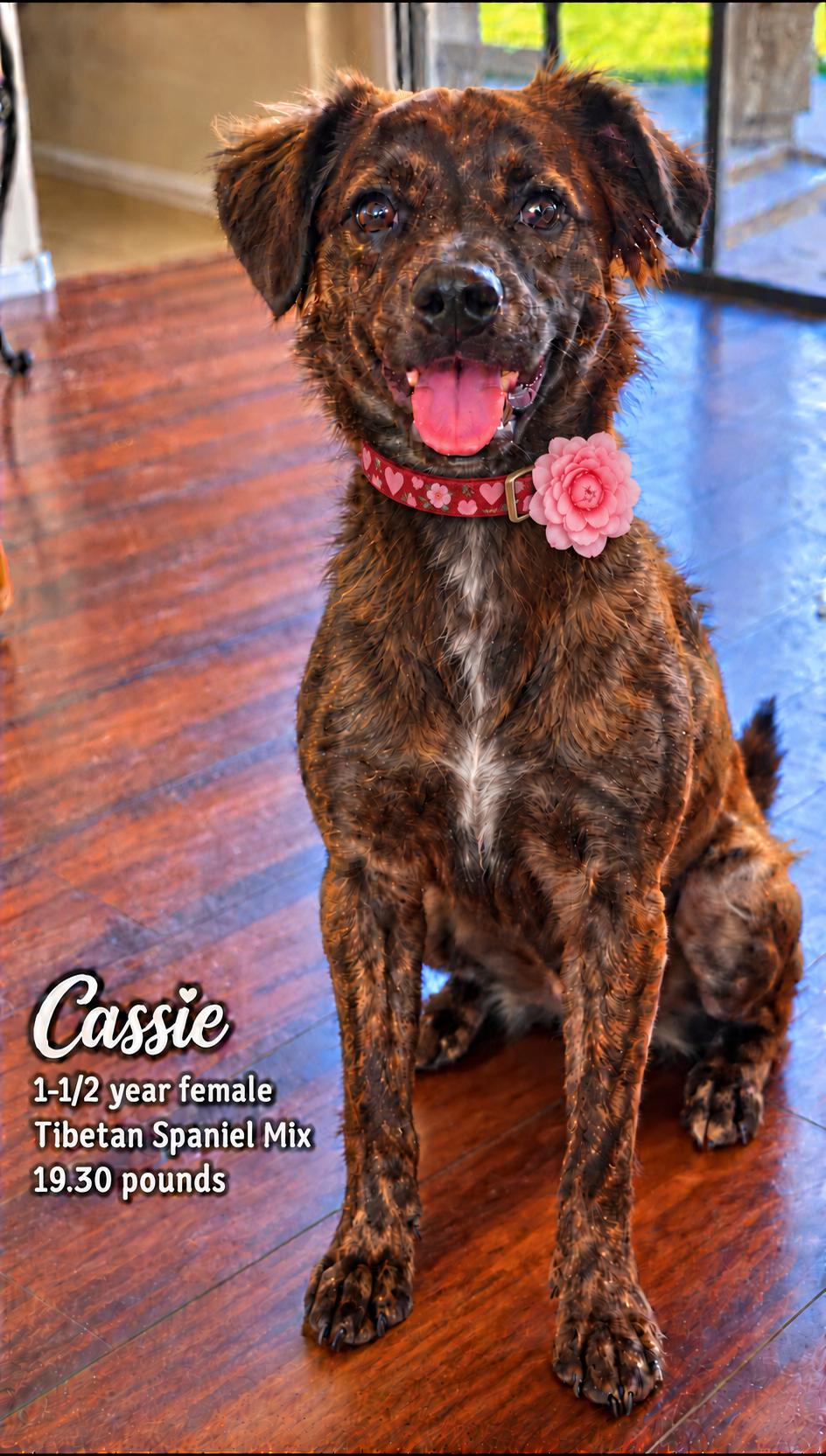 CASSIE 1-1/2 YEAR FEMALE TIBETAN SPANIEL MIX, Adoptable, Adult Female Tibetan Spaniel.