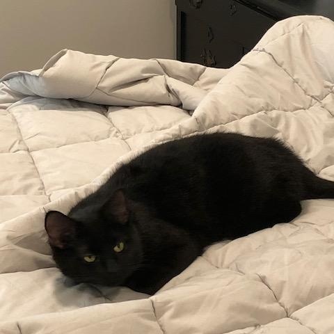 Bonita, adoptable, Adult Female Domestic Short Hair.