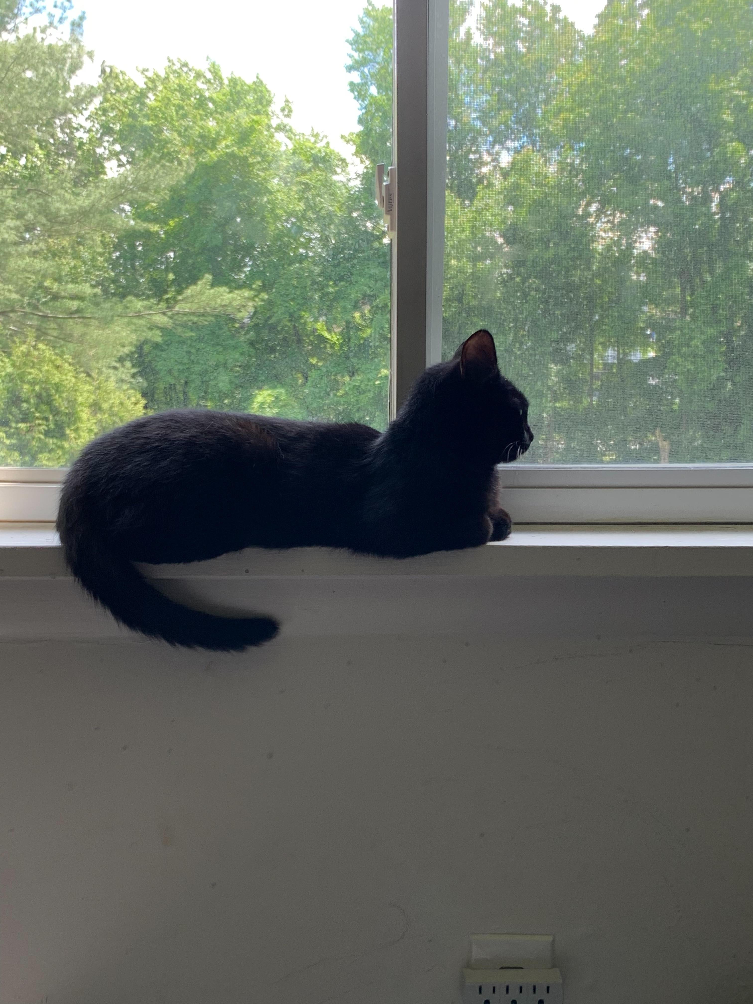 Enlarge Bonita, an adoptable Domestic Short Hair in Fairfax, VA image 3/3