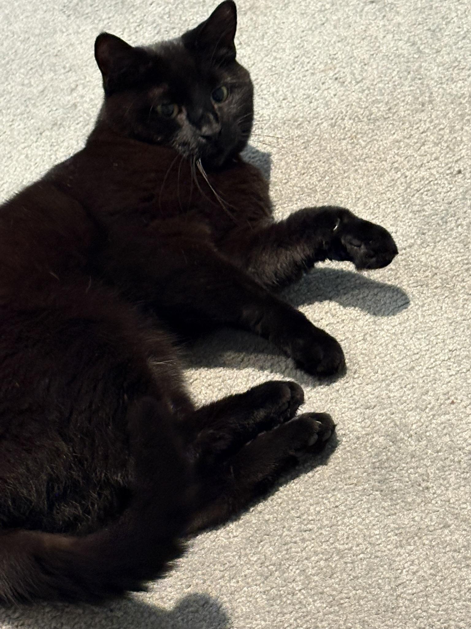 Enlarge Bonita, an adoptable Domestic Short Hair in Fairfax, VA image 2/3