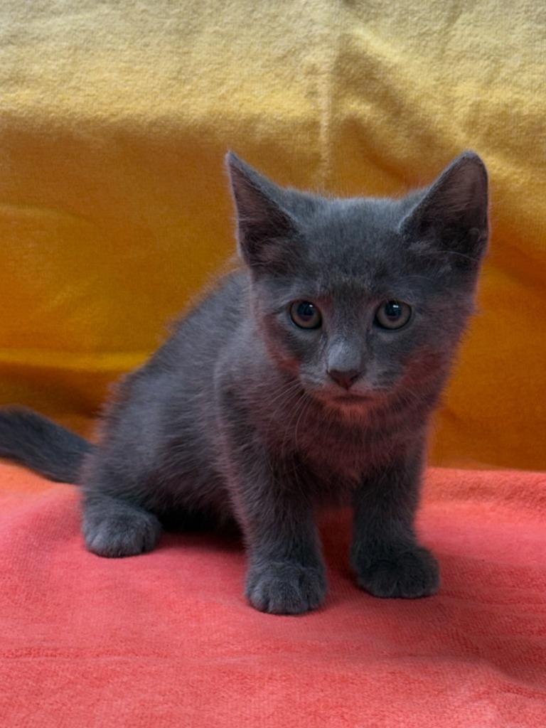 Enlarge Merlin, a Adoptable mixed breed in Vacaville, CA image 1/1