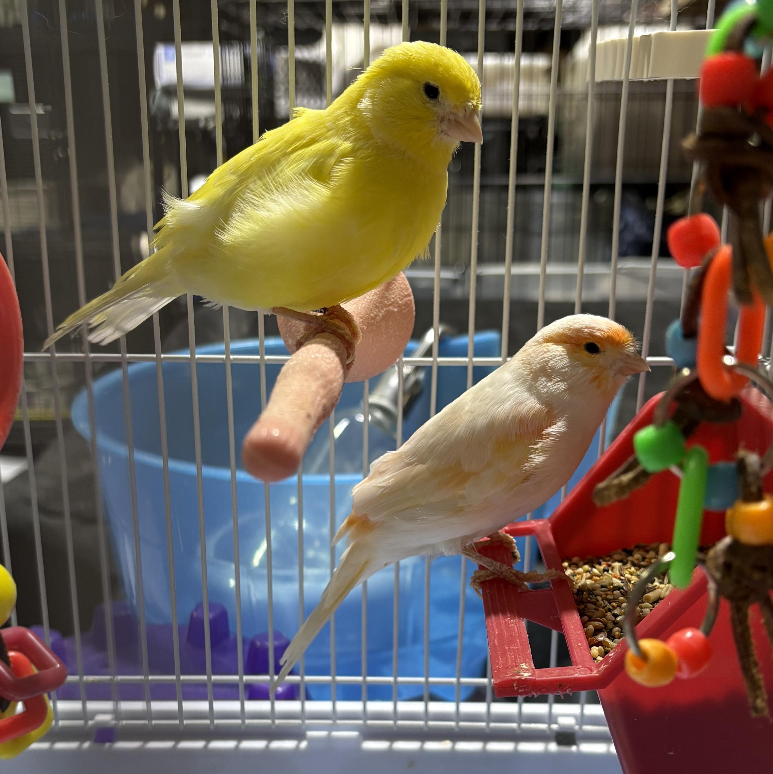 Orange cream and lemon drop , ADOPTABLE, Adult Male Canary.