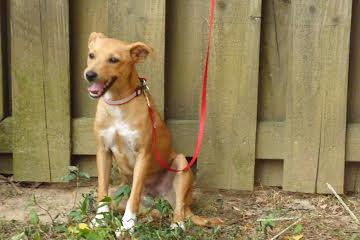 Enlarge Robin, a Adoptable mixed breed in Medfield, MA image 1/2