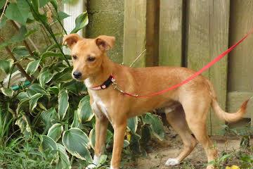 Enlarge Robin, a Adoptable mixed breed in Medfield, MA image 2/2