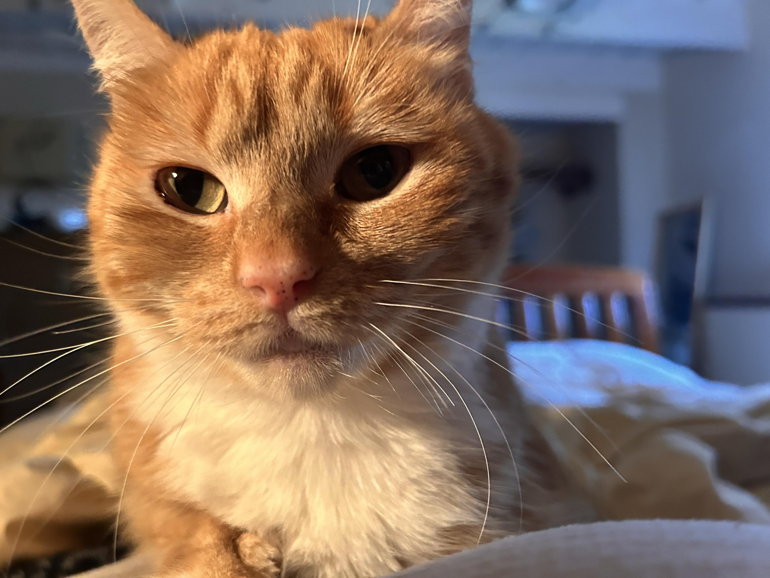 Olivia Jenny (OJ), a ADOPTABLE Domestic Short Hair in Seattle, WA image 6/6