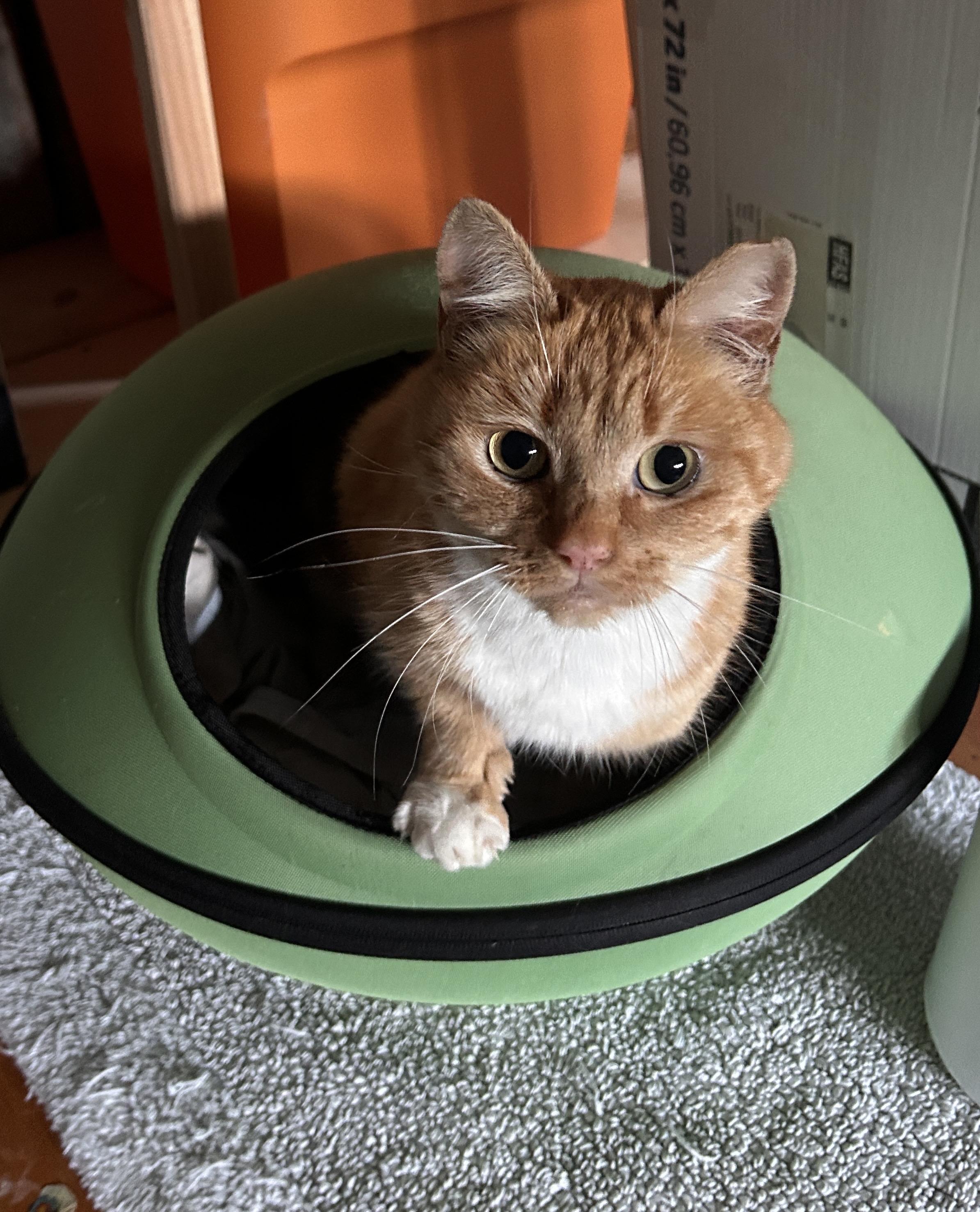 Olivia Jenny (OJ), ADOPTABLE, Adult Female Domestic Short Hair.