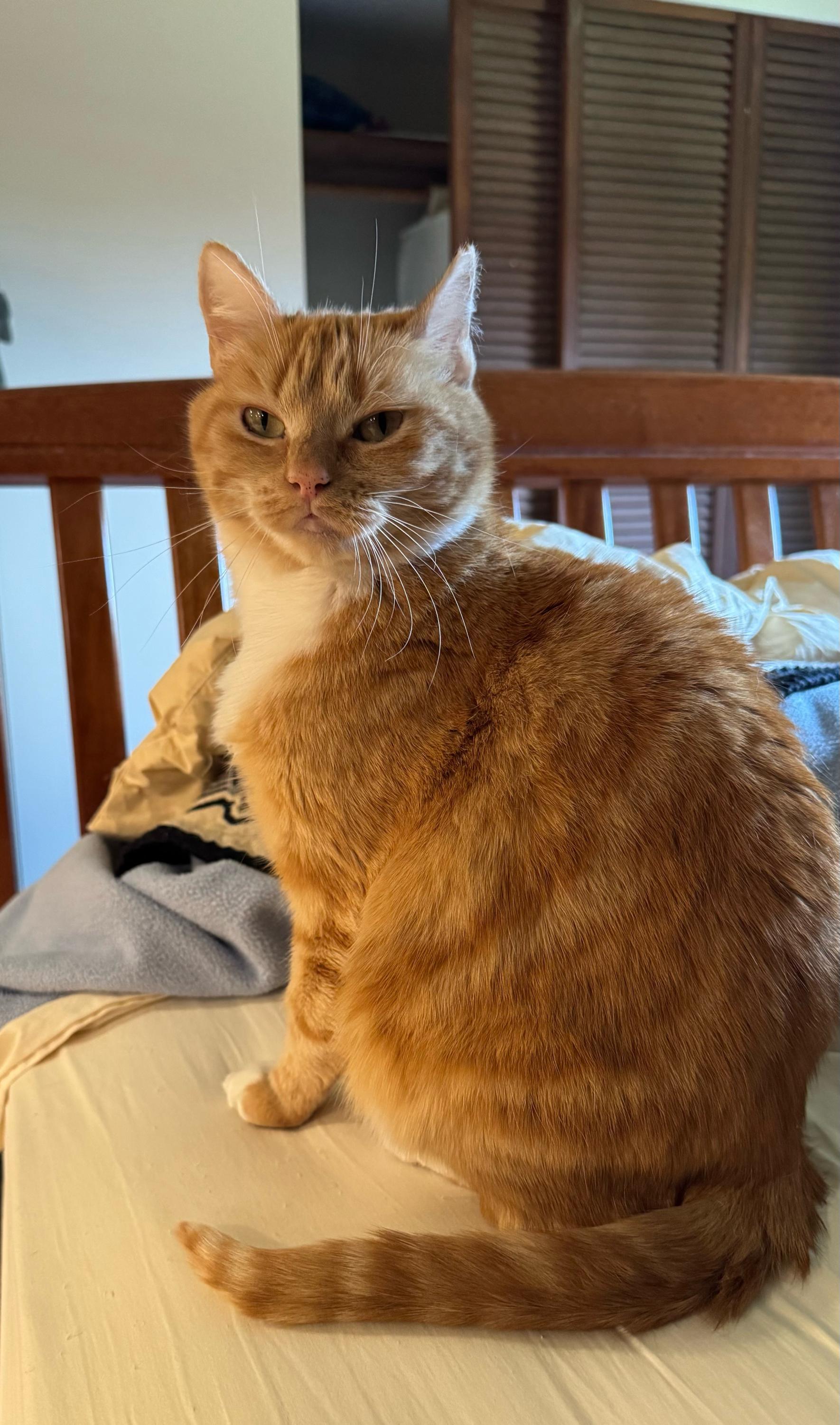 Olivia Jenny (OJ), a ADOPTABLE Domestic Short Hair in Seattle, WA image 3/6
