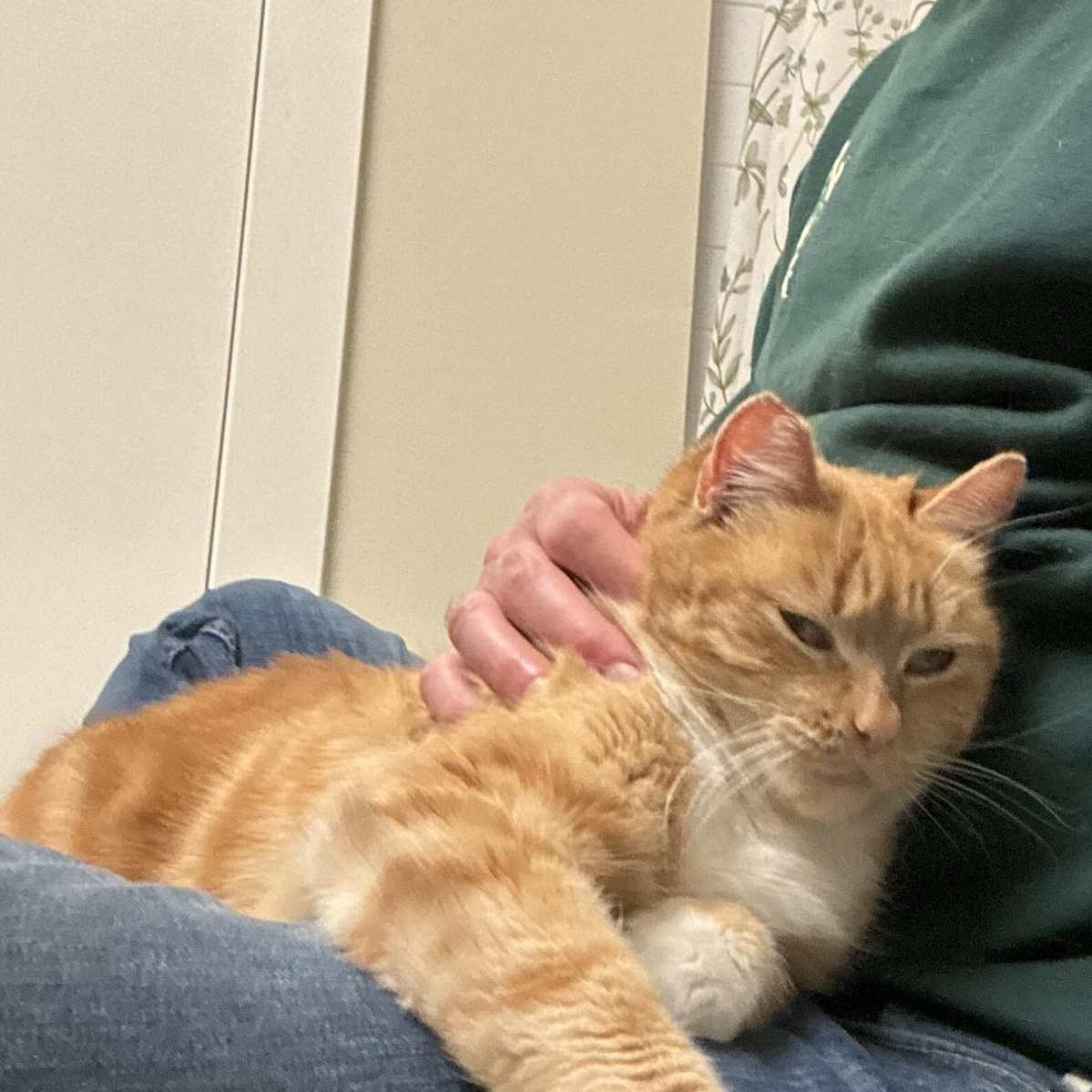 Olivia Jenny (OJ), a ADOPTABLE Domestic Short Hair in Seattle, WA image 5/6