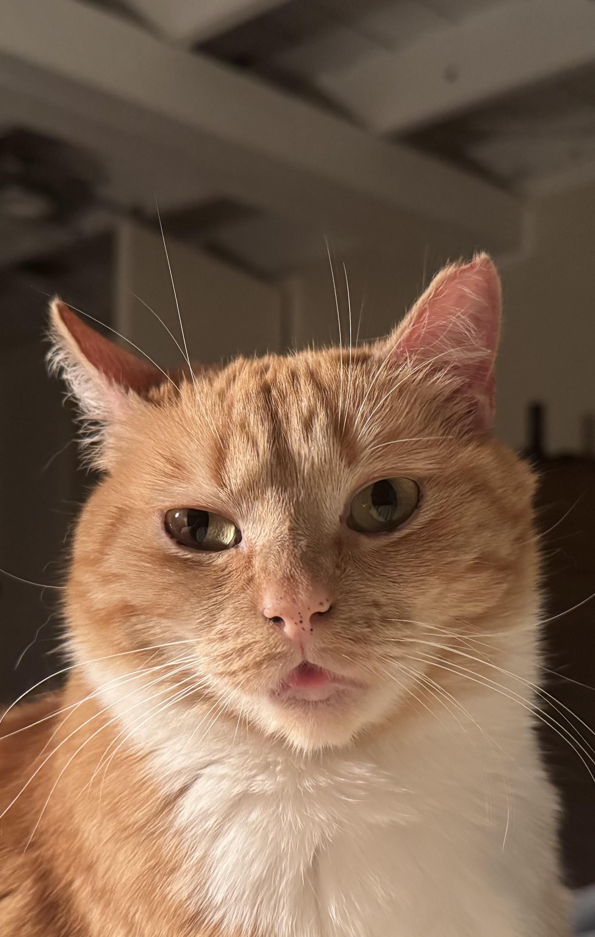 Olivia Jenny (OJ), a ADOPTABLE Domestic Short Hair in Seattle, WA image 2/6