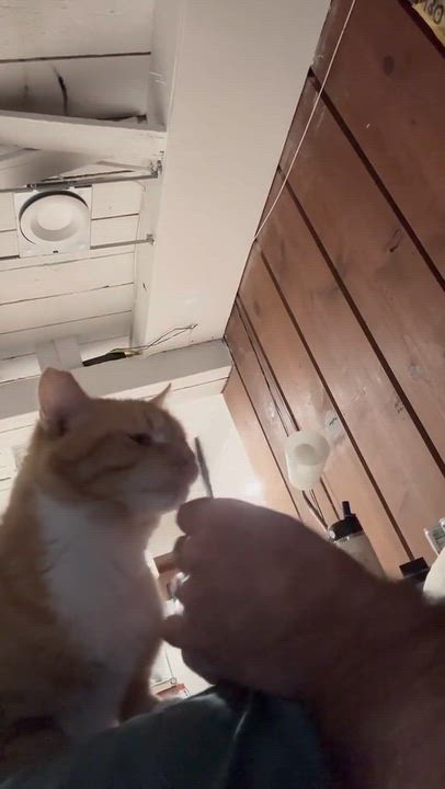 Enlarge Olivia Jenny (OJ), a ADOPTABLE Domestic Short Hair in Seattle, WA video 4/6