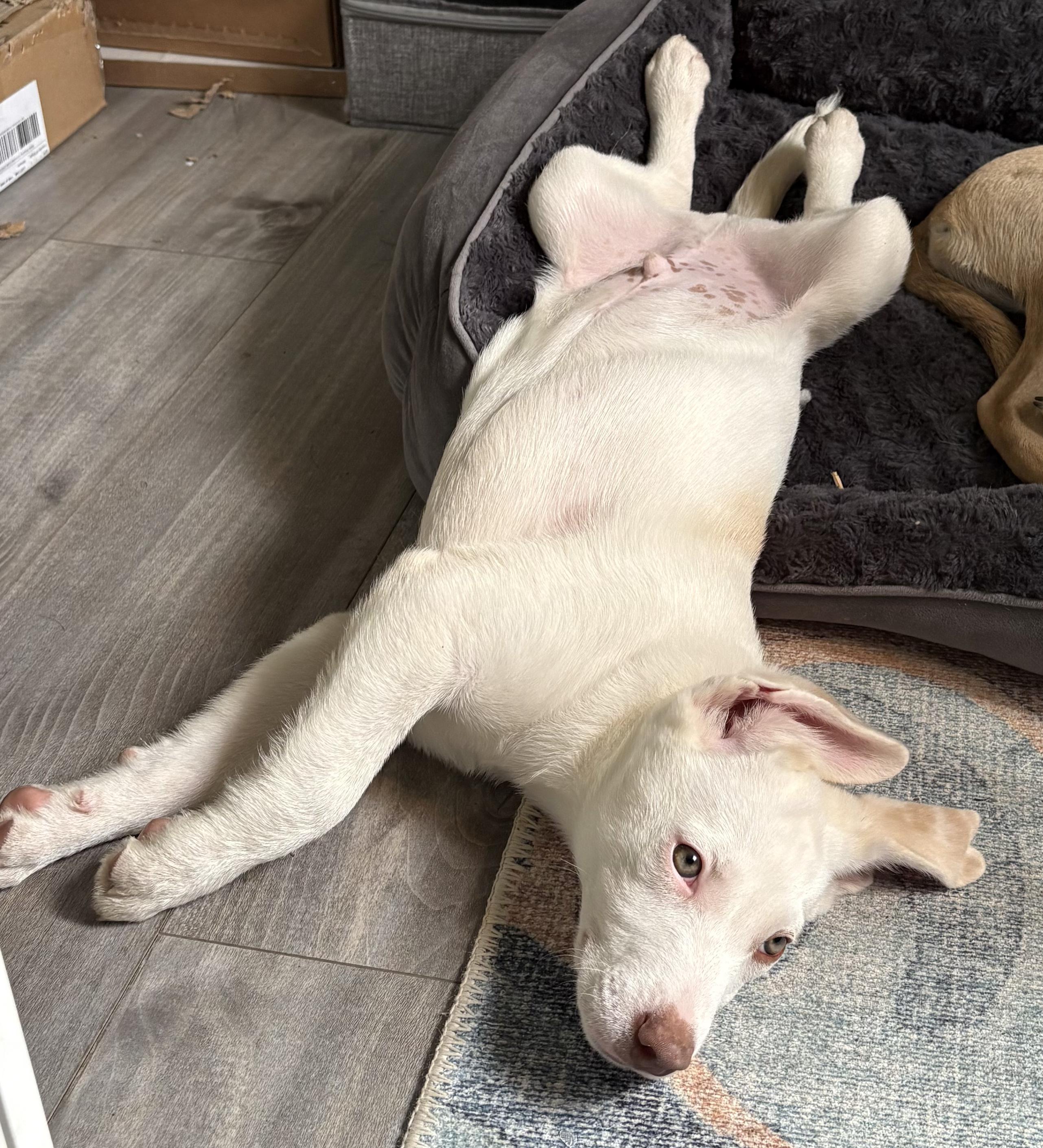 Enlarge Kale (Leafy Greens litter), an adoption pending mixed breed in Silvana, WA image 3/6