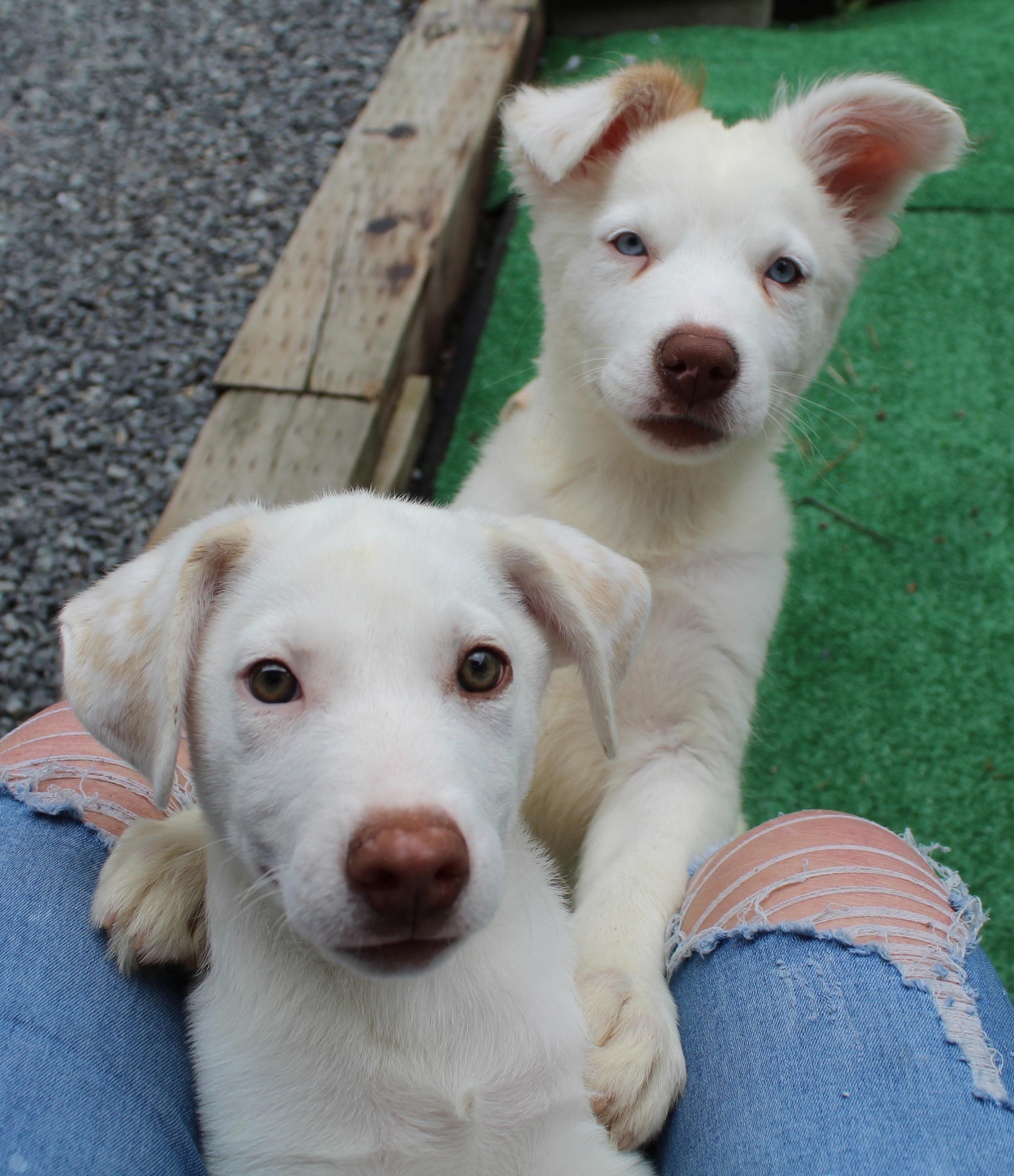 Enlarge Kale (Leafy Greens litter), an adoption pending mixed breed in Silvana, WA image 2/6