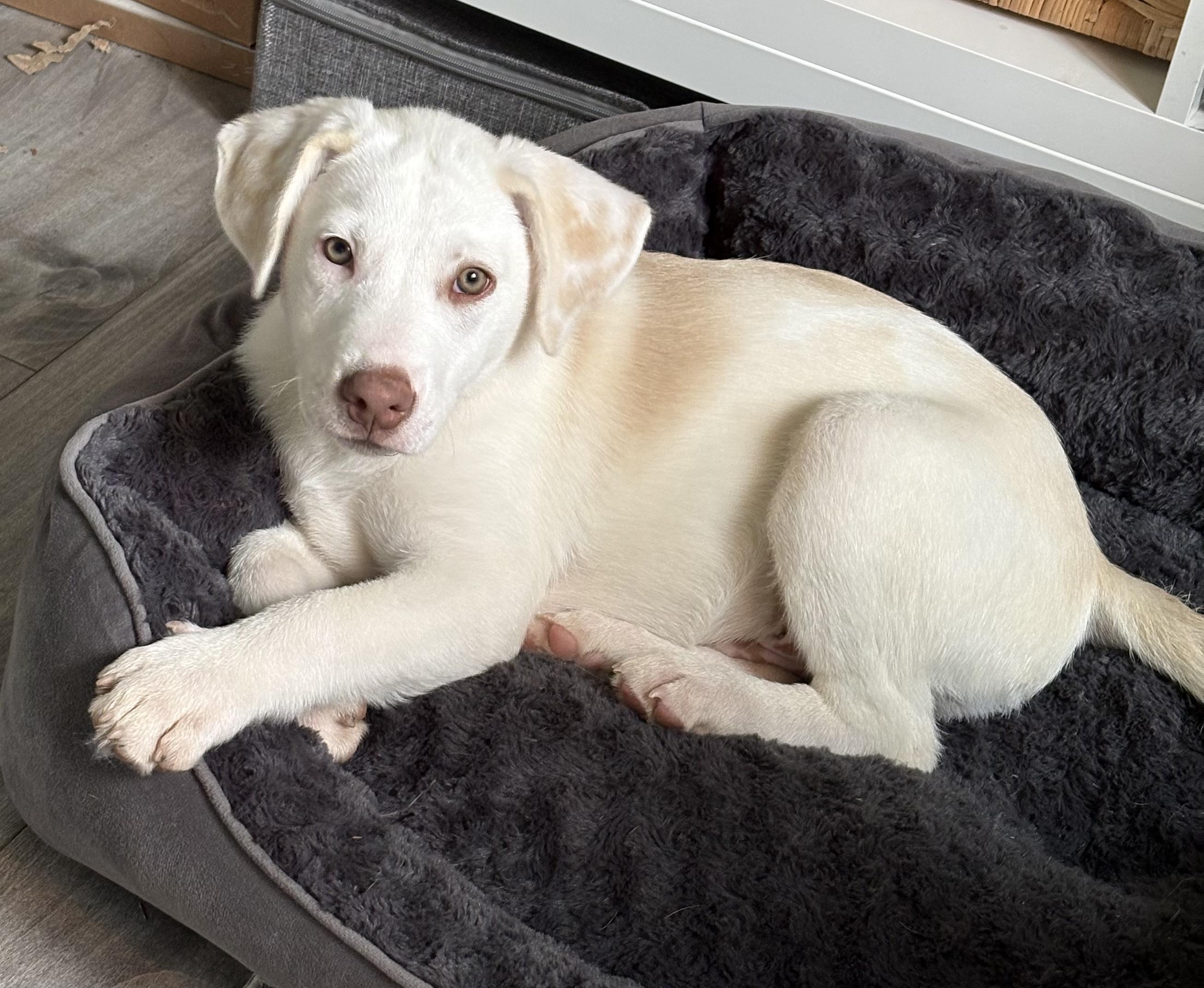 Enlarge Kale (Leafy Greens litter), an adoption pending mixed breed in Silvana, WA image 1/6