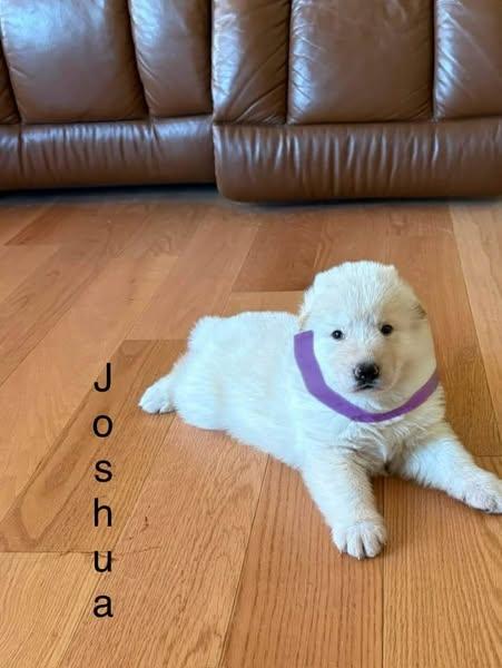 Joshua