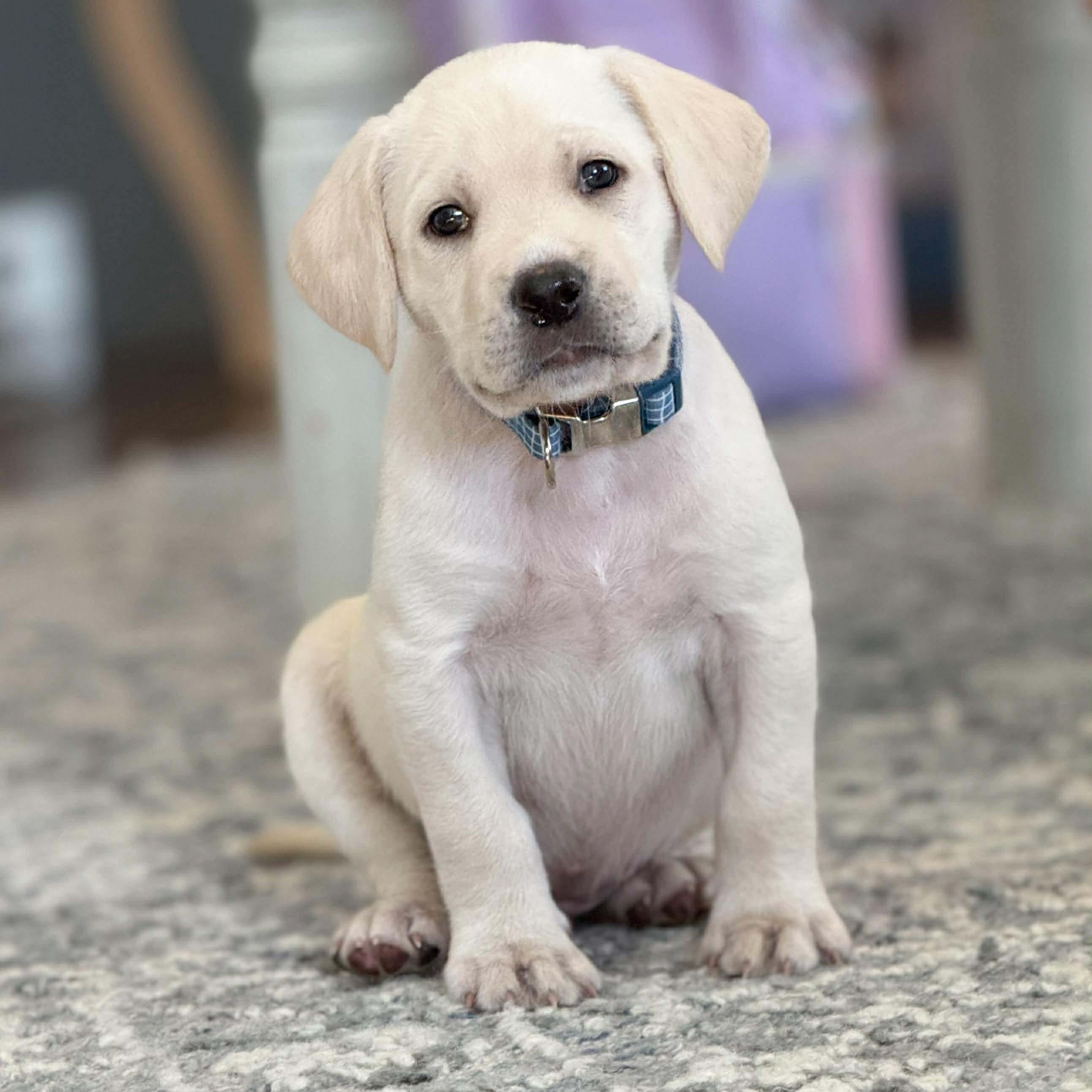 Bailey, ADOPTABLE, Puppy Male Labrador Retriever.