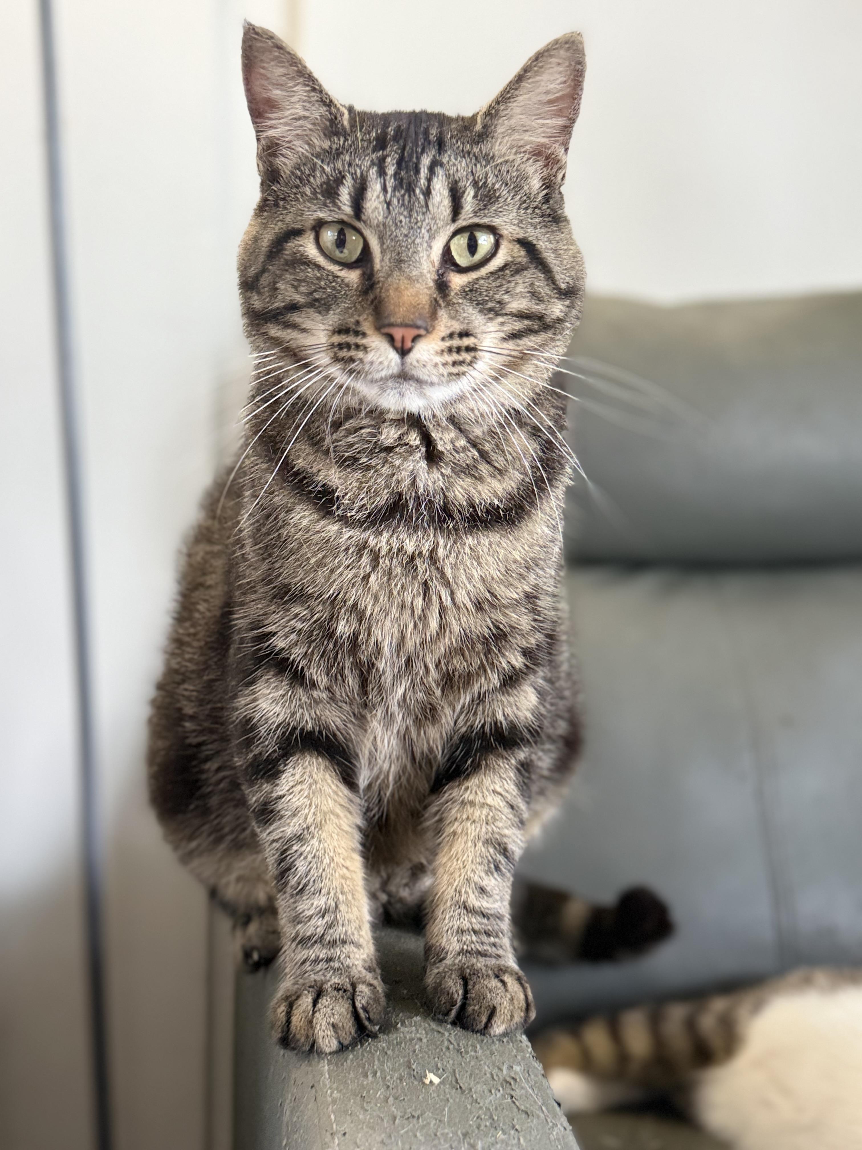 Squishmallow, ADOPTABLE, Adult Male Domestic Short Hair.