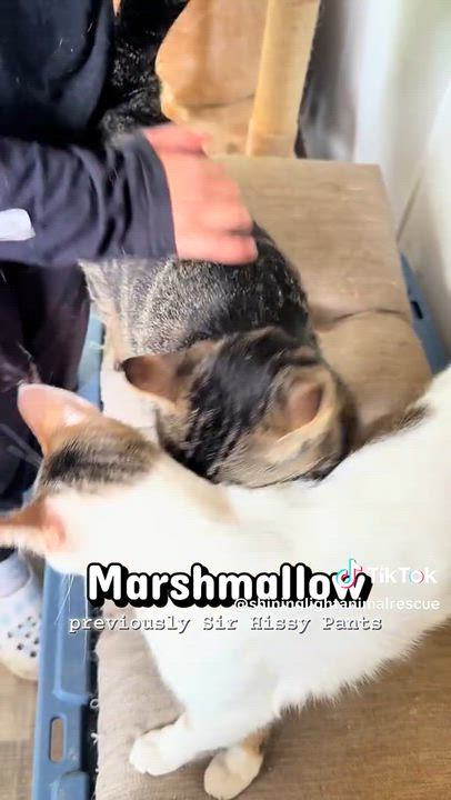 Enlarge Squishmallow, a ADOPTABLE Domestic Short Hair in Royalton, IL video 2/2