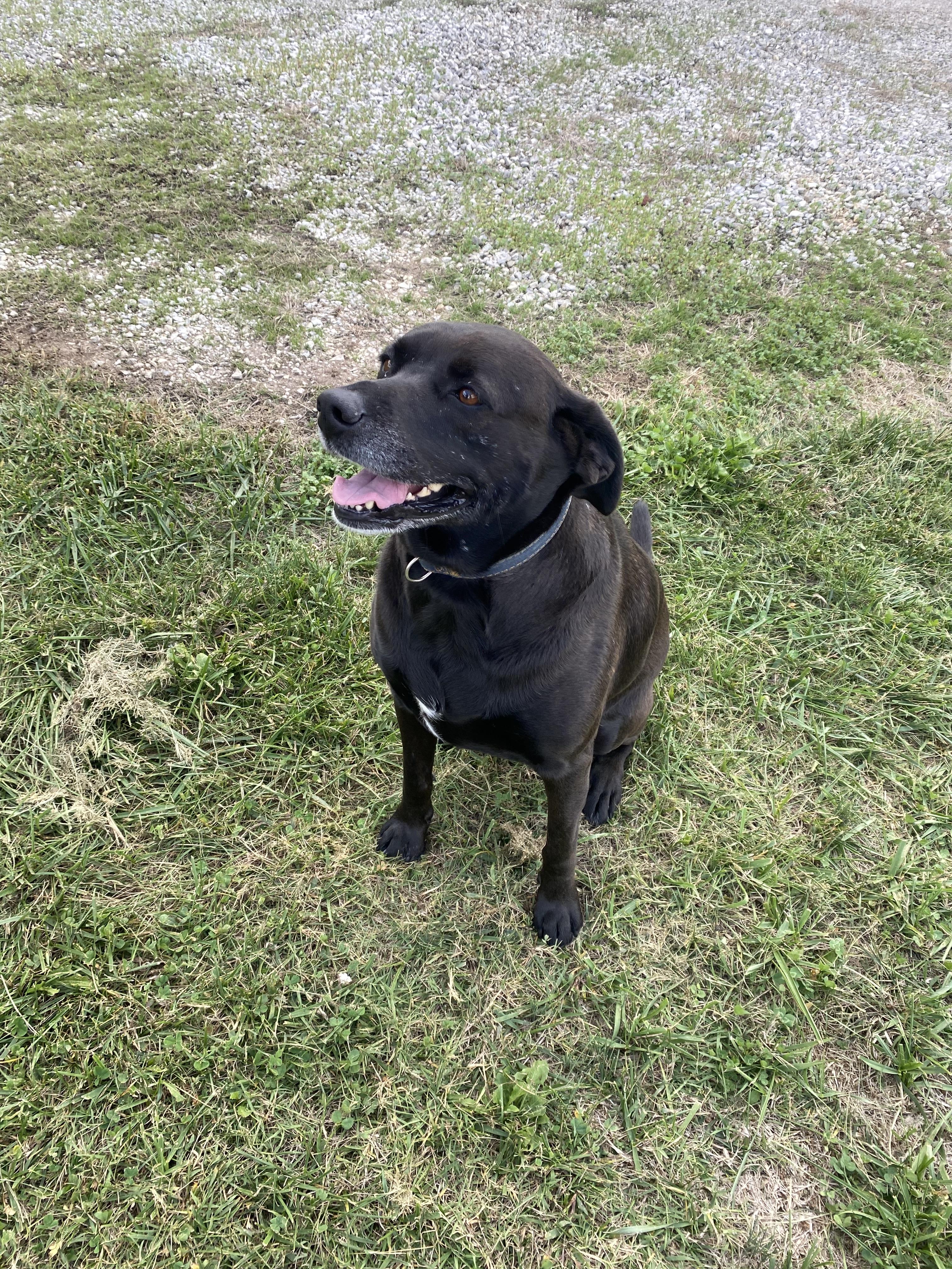 Honey, Adoptable, Adult Female Chocolate Labrador Retriever.