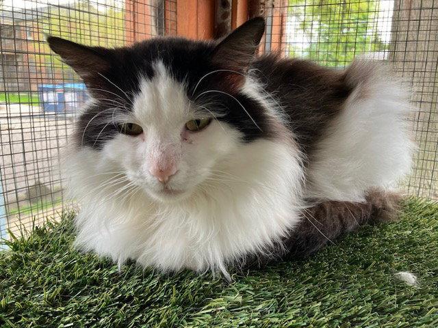 Charlie Chaplin, Adoptable, Adult Male Domestic Long Hair.