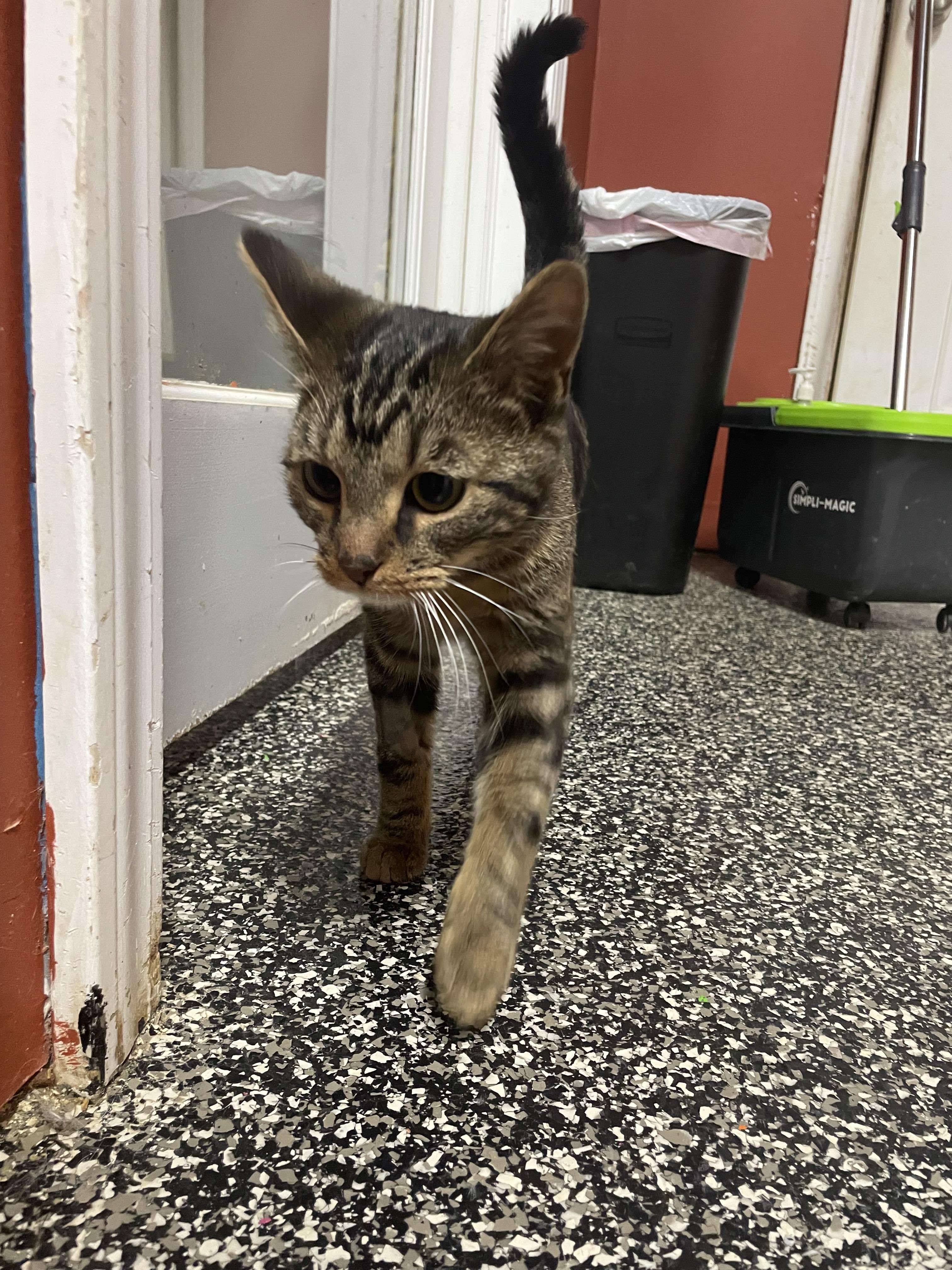 Enlarge Finn, an adoptable Domestic Short Hair in McKenzie, TN image 4/4