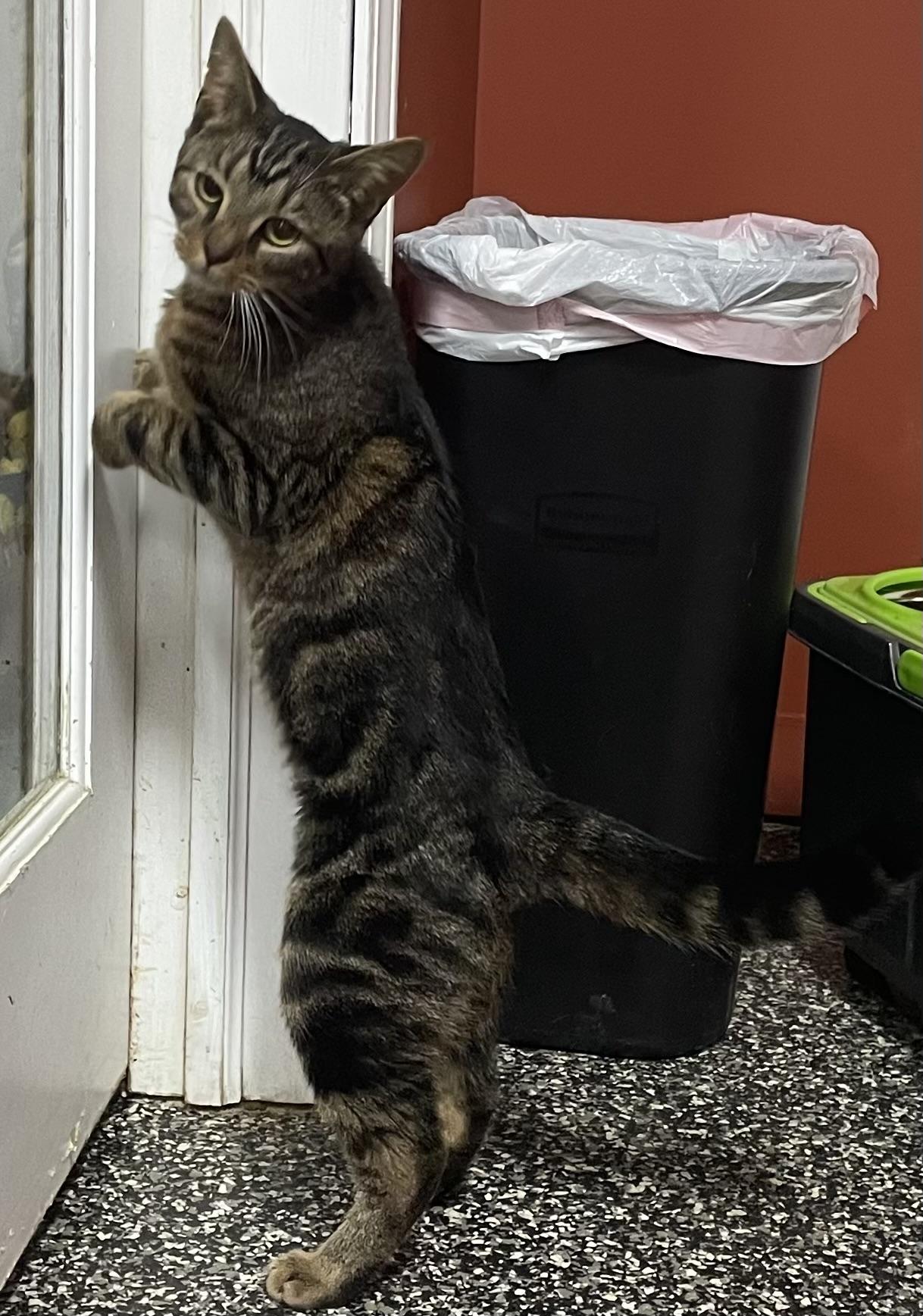 Enlarge Finn, an adoptable Domestic Short Hair in McKenzie, TN image 2/4