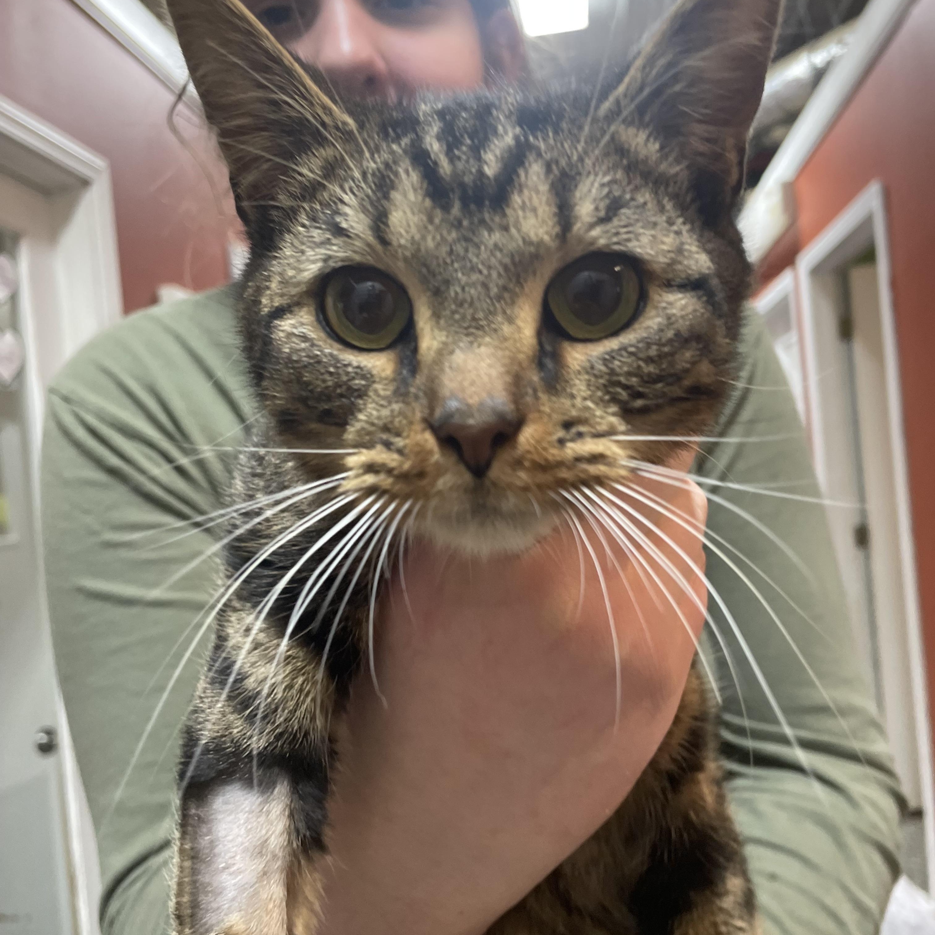 Finn, adoptable, Young Male Domestic Short Hair.