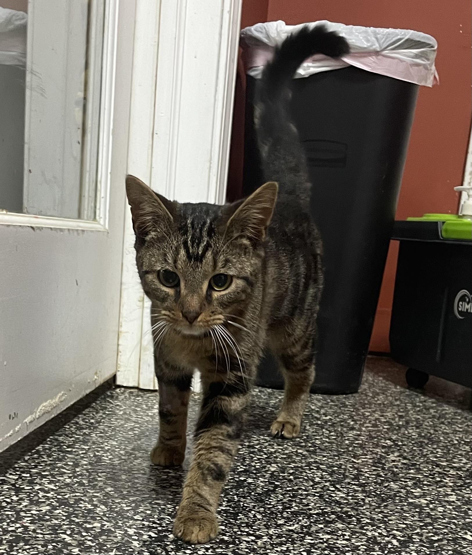 Enlarge Finn, an adoptable Domestic Short Hair in McKenzie, TN image 3/4