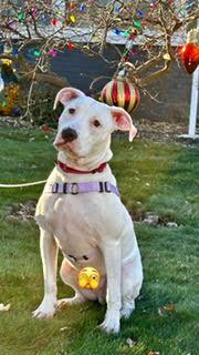 Simon, Adoptable, Young Male Pit Bull Terrier.