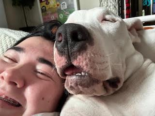 Simon, a Adoptable mixed breed in Torrington, CT image 6/6