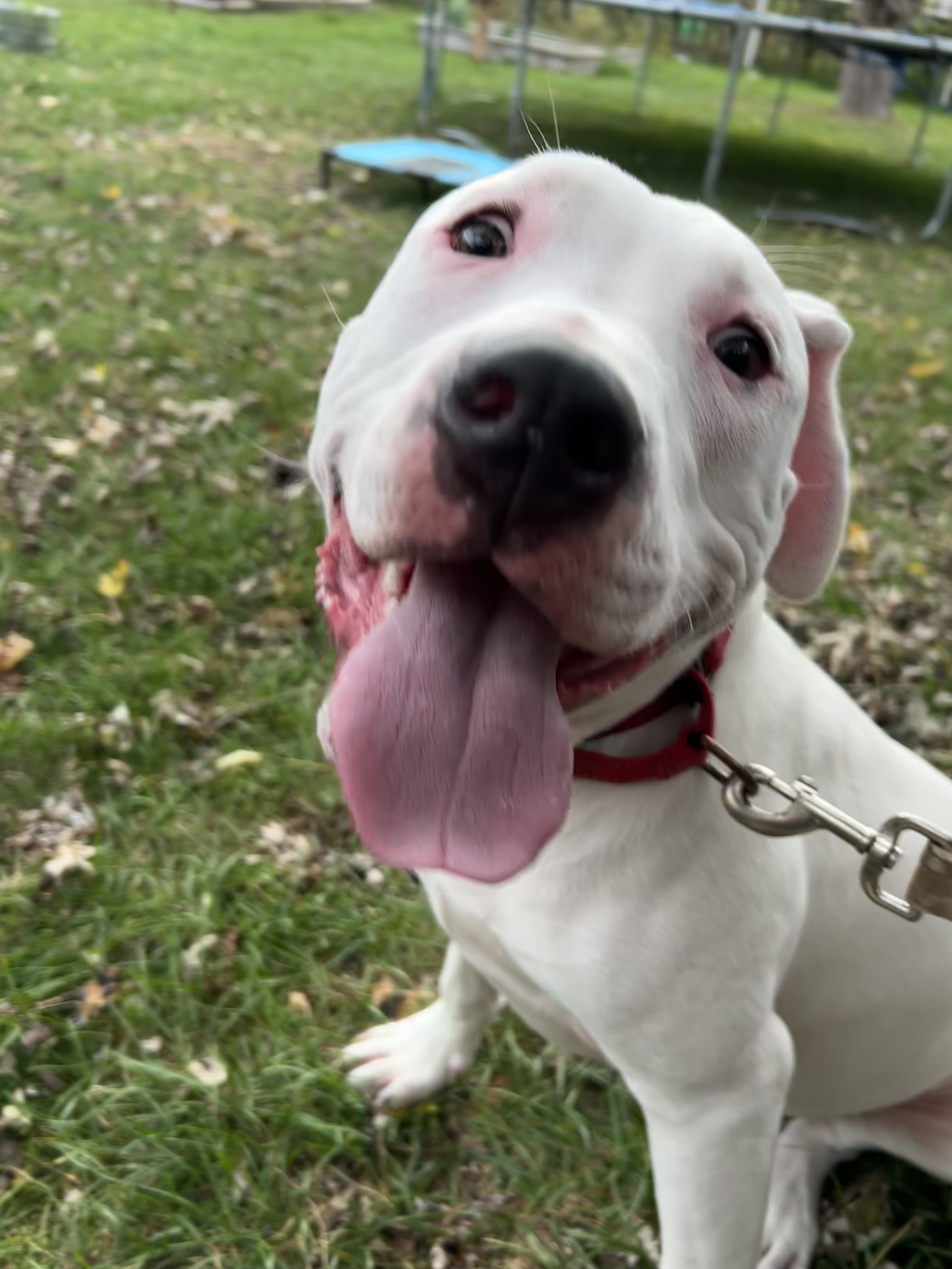 Simon, a Adoptable mixed breed in Torrington, CT image 3/6