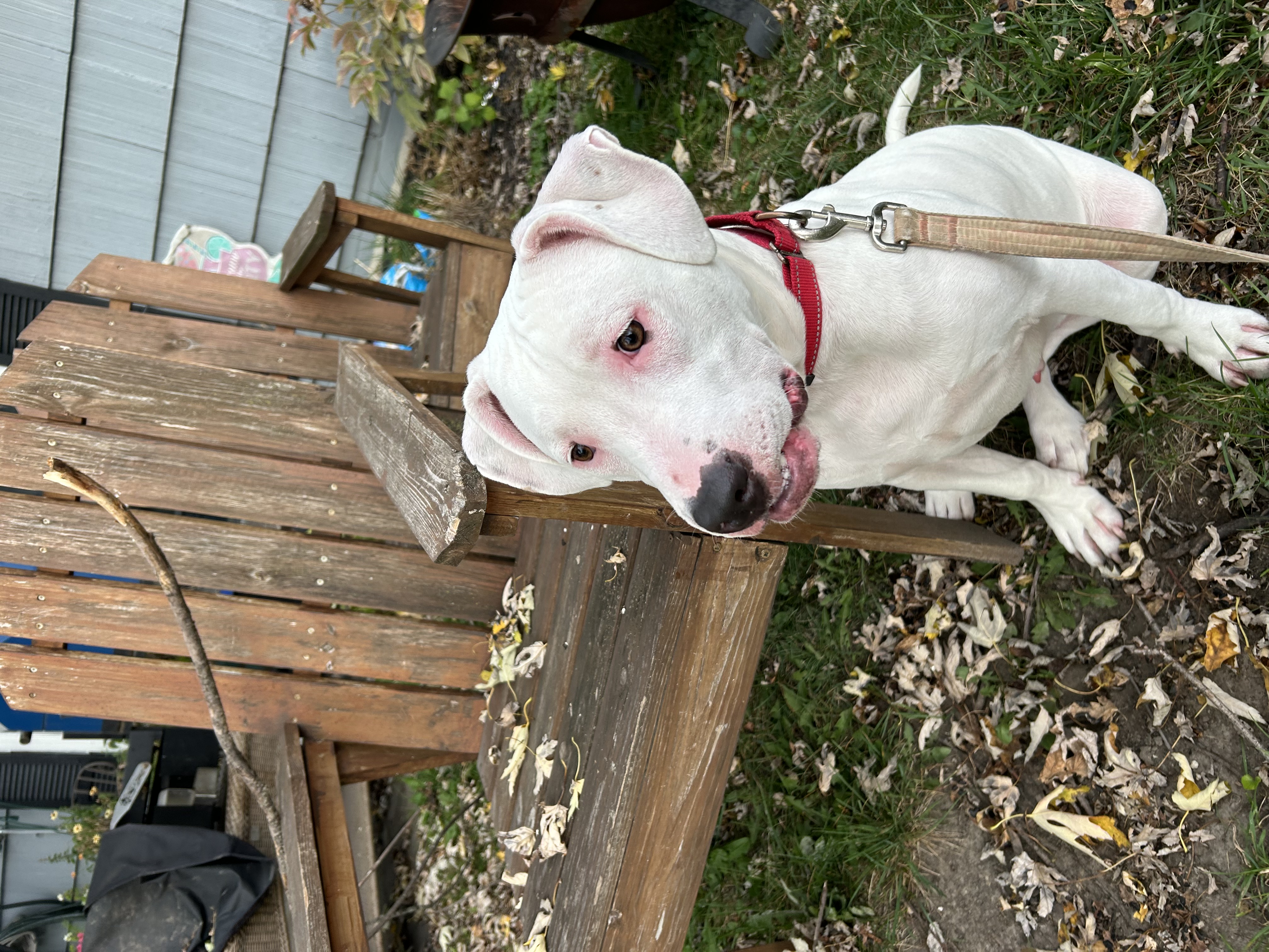 Simon, a Adoptable mixed breed in Torrington, CT image 4/6