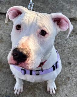 Simon, a Adoptable mixed breed in Torrington, CT image 2/6