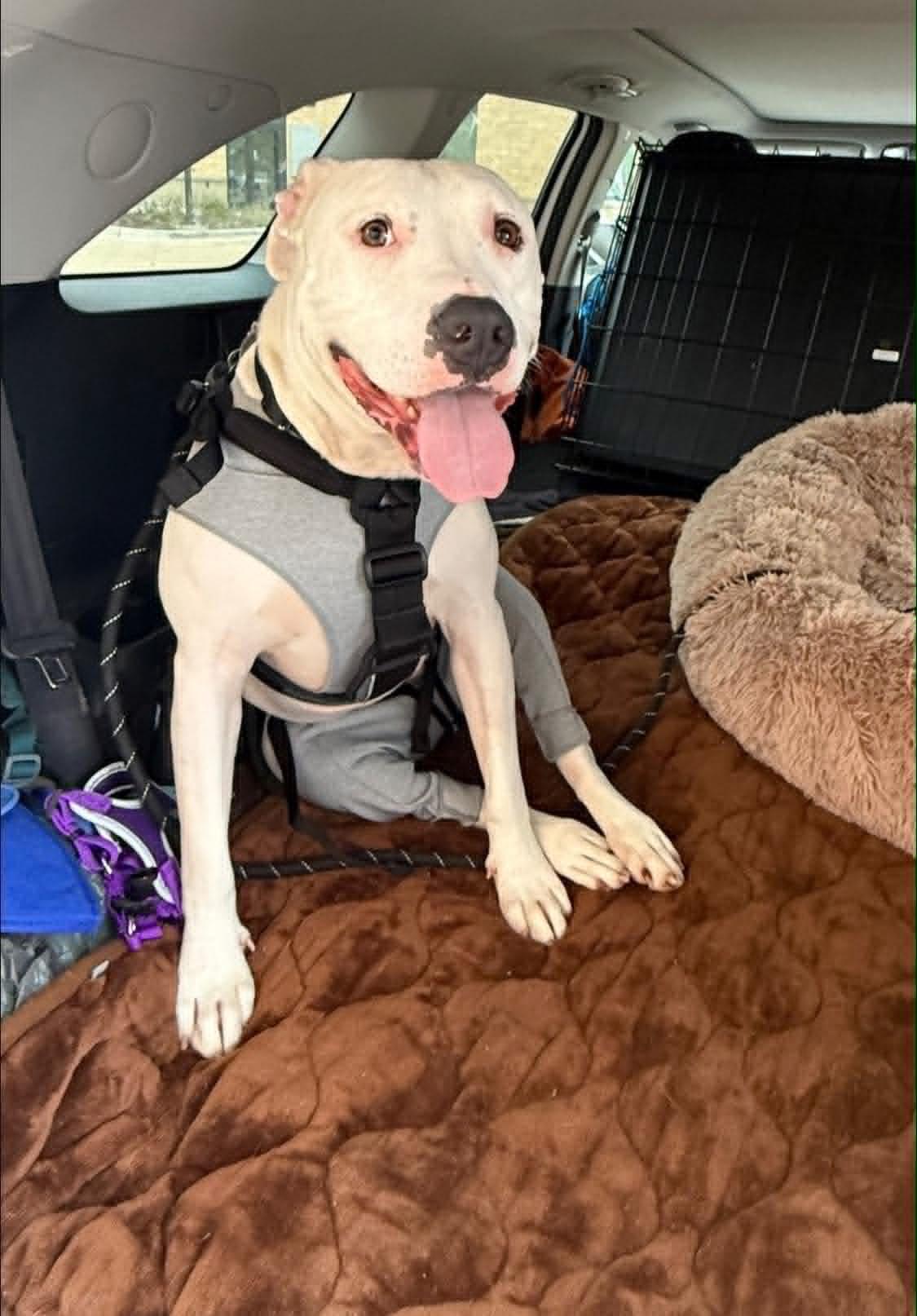 Simon, a Adoptable mixed breed in Torrington, CT image 6/6