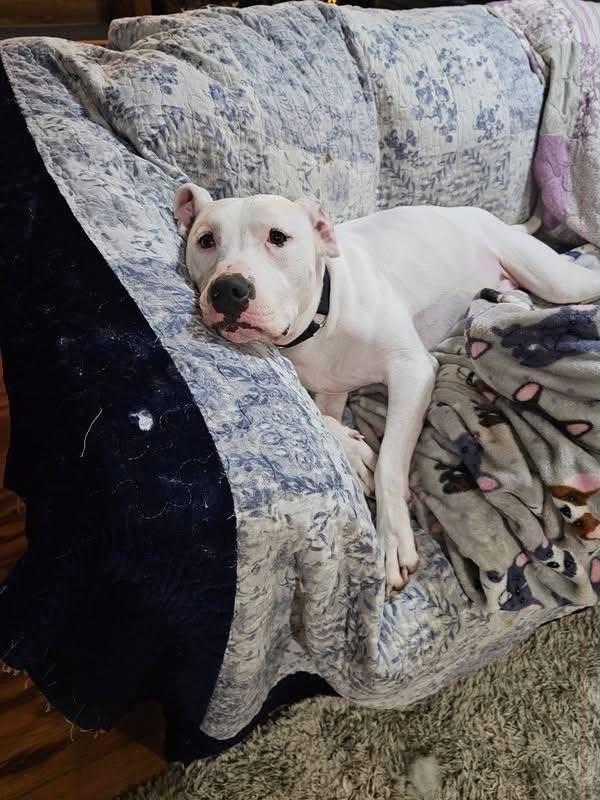 Simon, a Adoptable mixed breed in Torrington, CT image 5/6