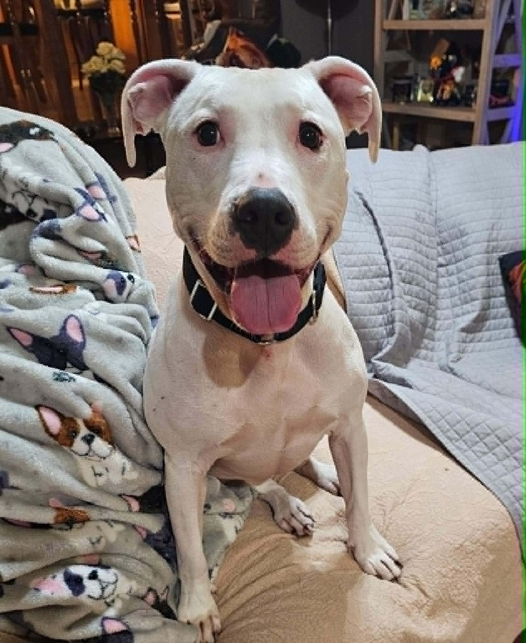 Simon, a Adoptable mixed breed in Torrington, CT image 4/6