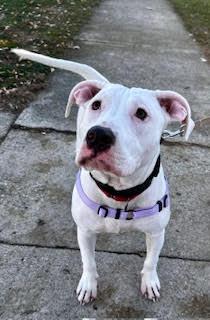 Simon, a Adoptable mixed breed in Torrington, CT image 5/6