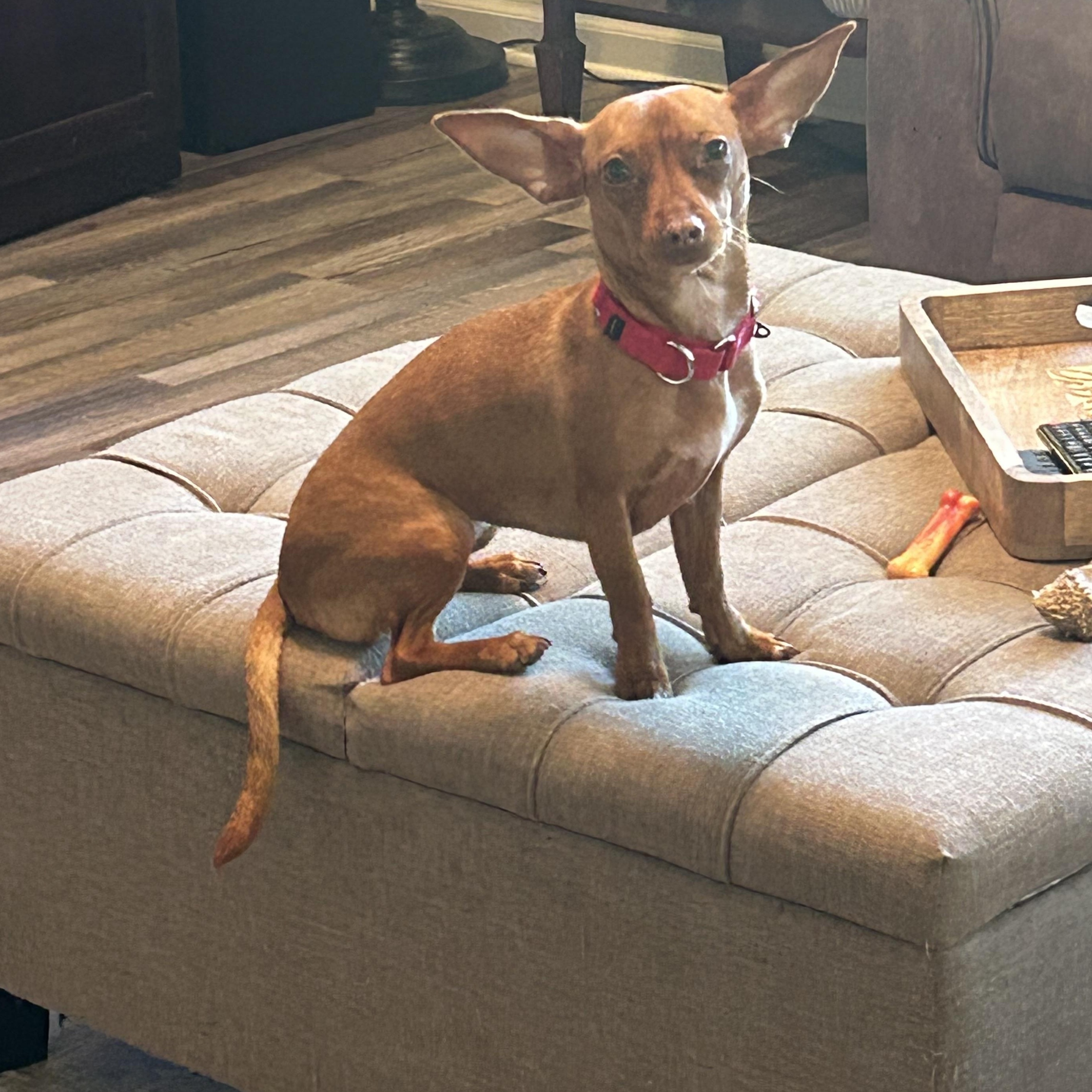 Enlarge Penny, a ADOPTABLE mixed breed in Penryn, CA image 1/1