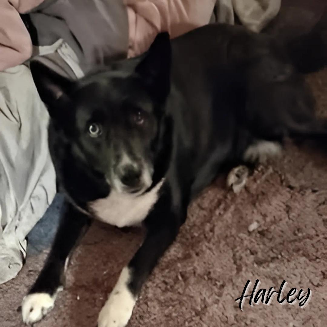 Enlarge Coco & Harley  (COURTESY POST), a Adoptable mixed breed in Janesville, WI image 1/2