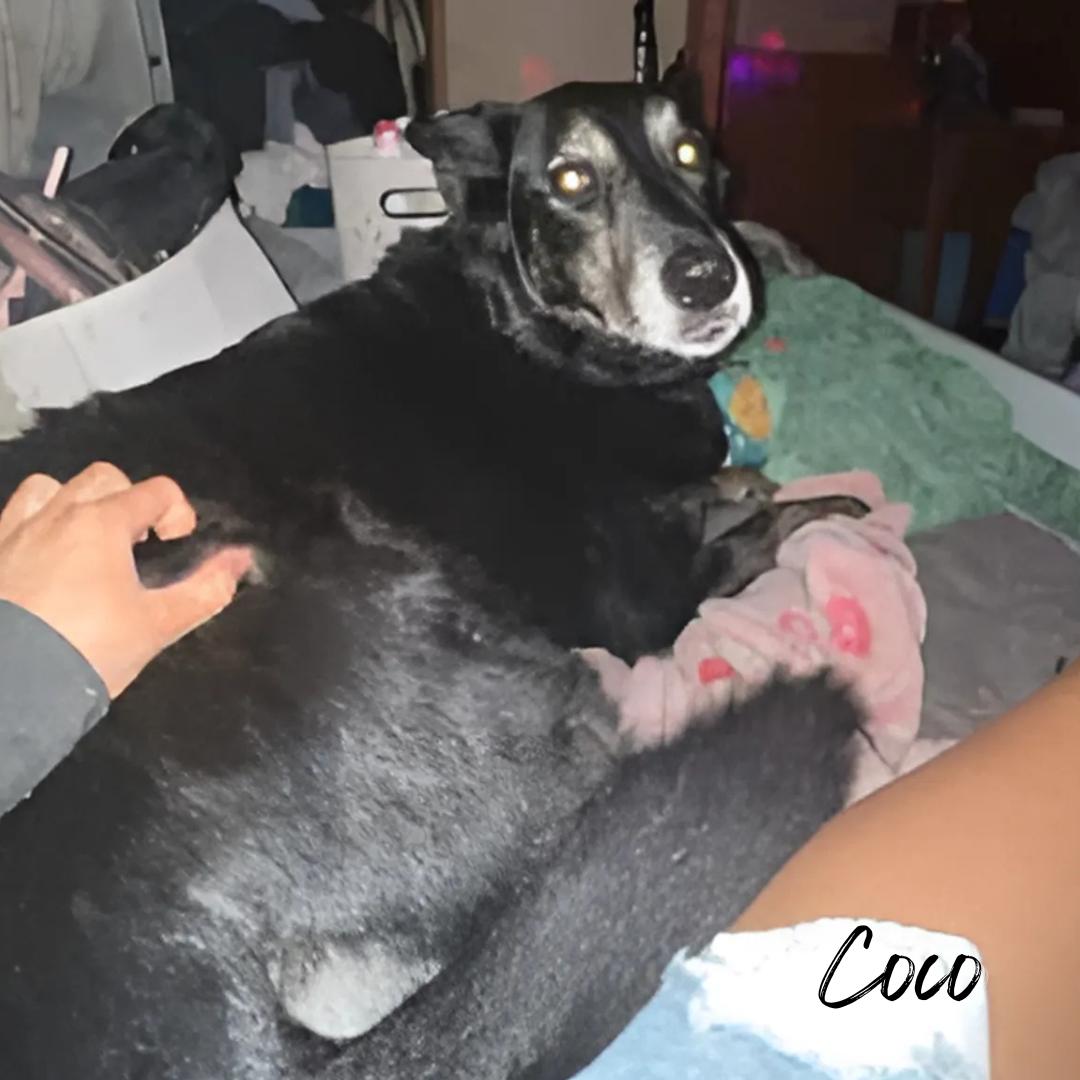 Enlarge Coco & Harley  (COURTESY POST), a Adoptable mixed breed in Janesville, WI image 2/2