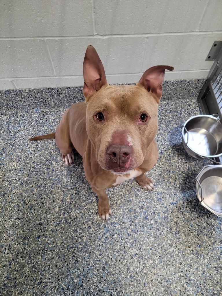 Buck, a Adoptable Mixed Breed in Angola, IN image 1/4