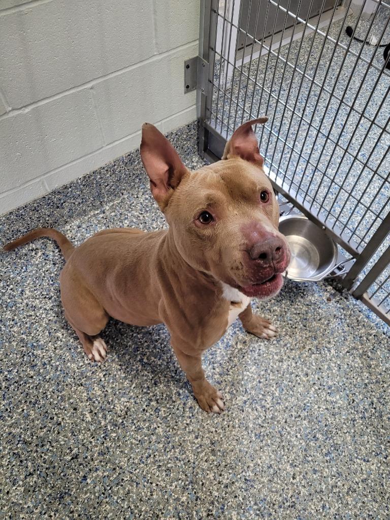 Buck, a Adoptable Mixed Breed in Angola, IN image 2/4