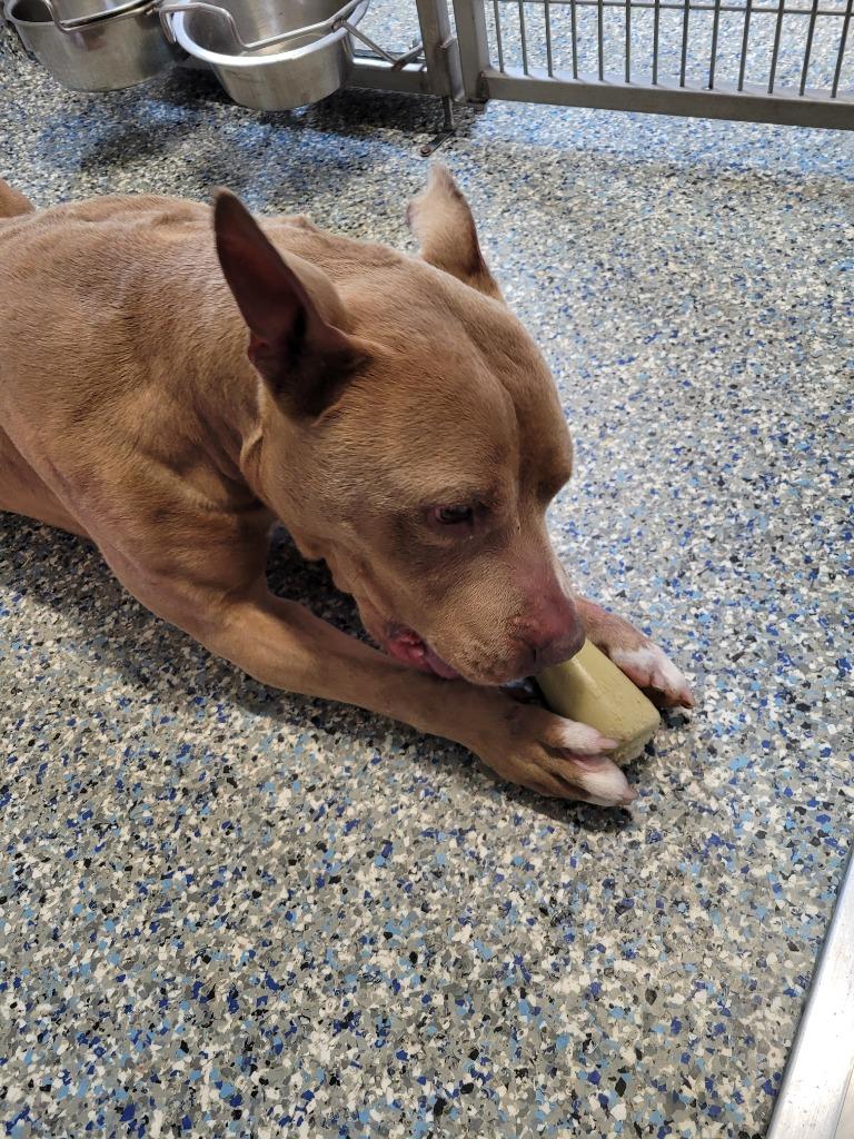 Buck, a Adoptable Mixed Breed in Angola, IN image 3/4