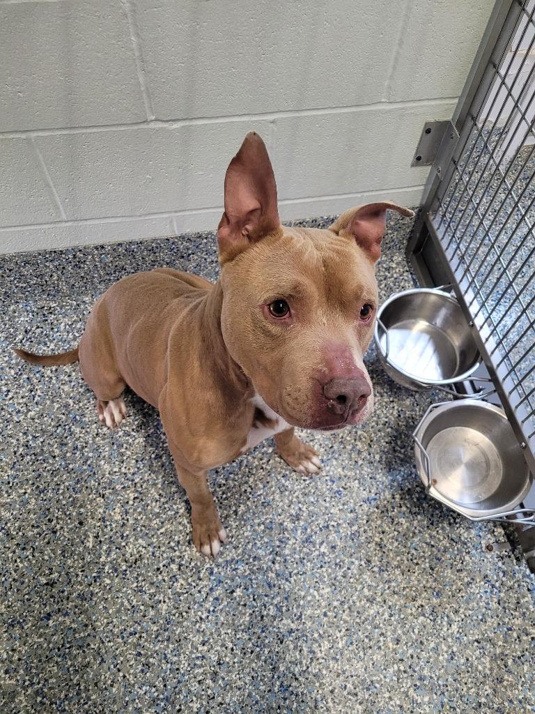 Buck, a Adoptable Mixed Breed in Angola, IN image 4/4