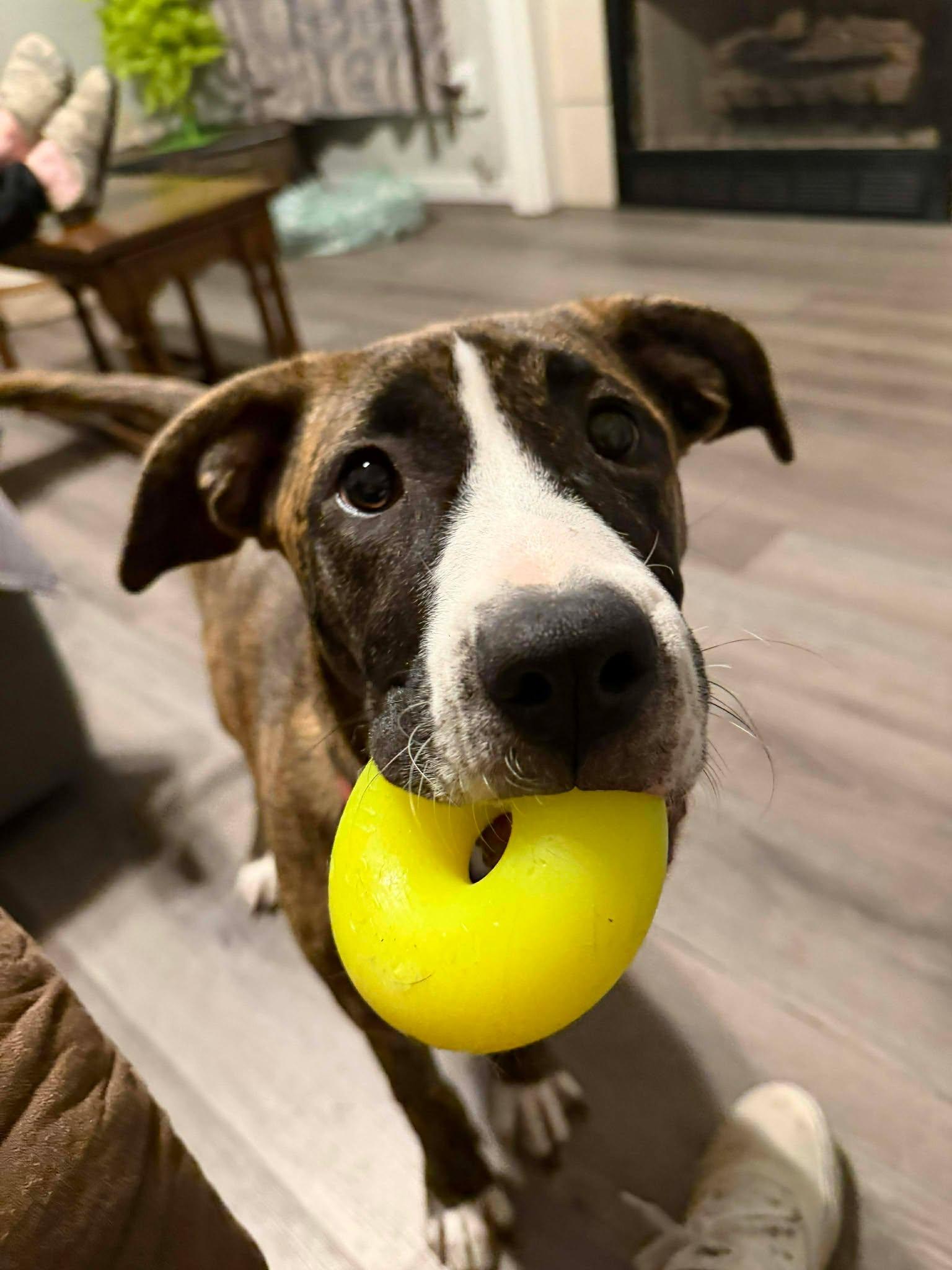Coco (LM-Fostered in TN), ADOPTABLE, Young Female Boxer.