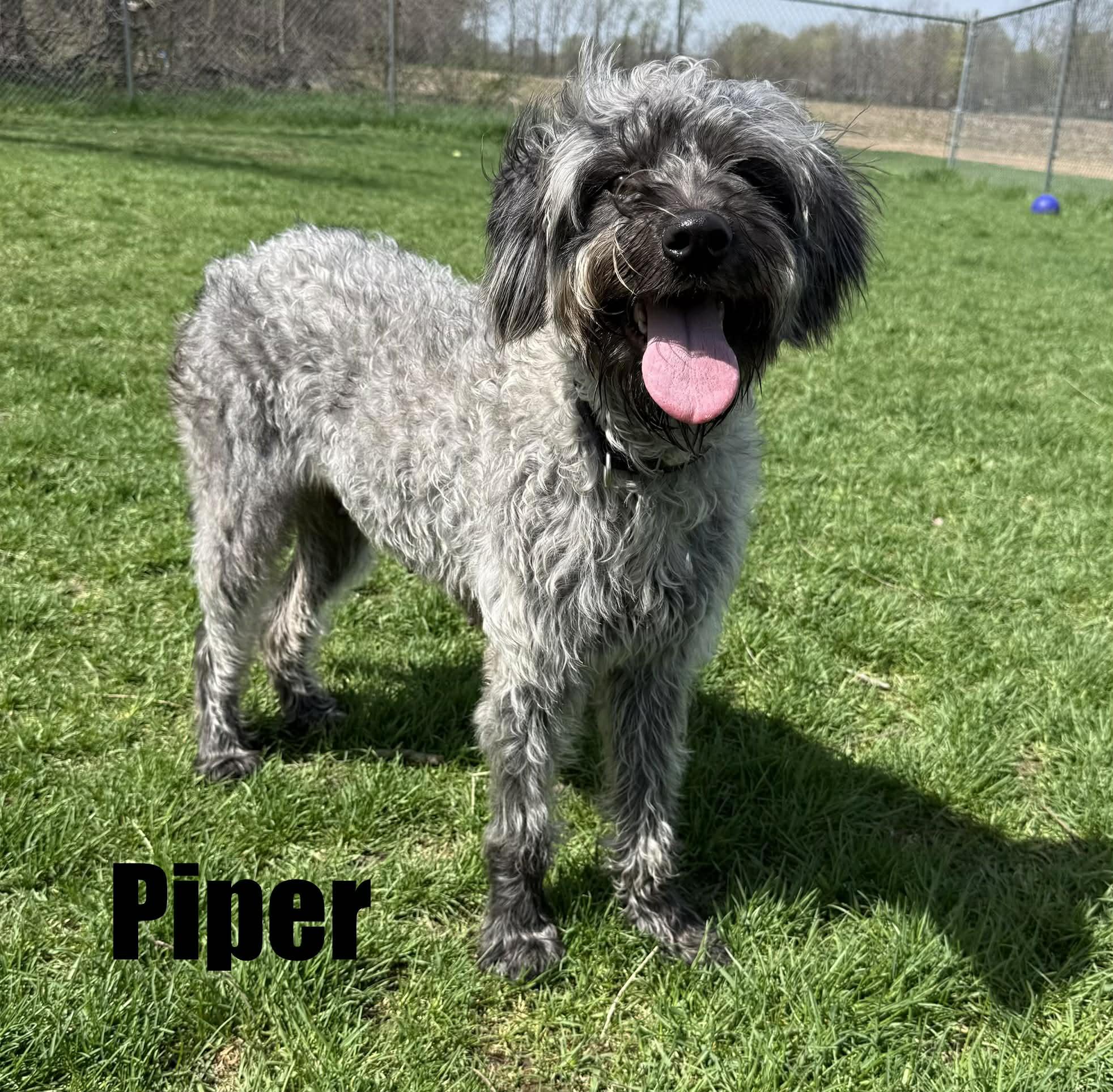 Enlarge Piper, a ADOPTABLE mixed breed in Quincy, MI image 3/6