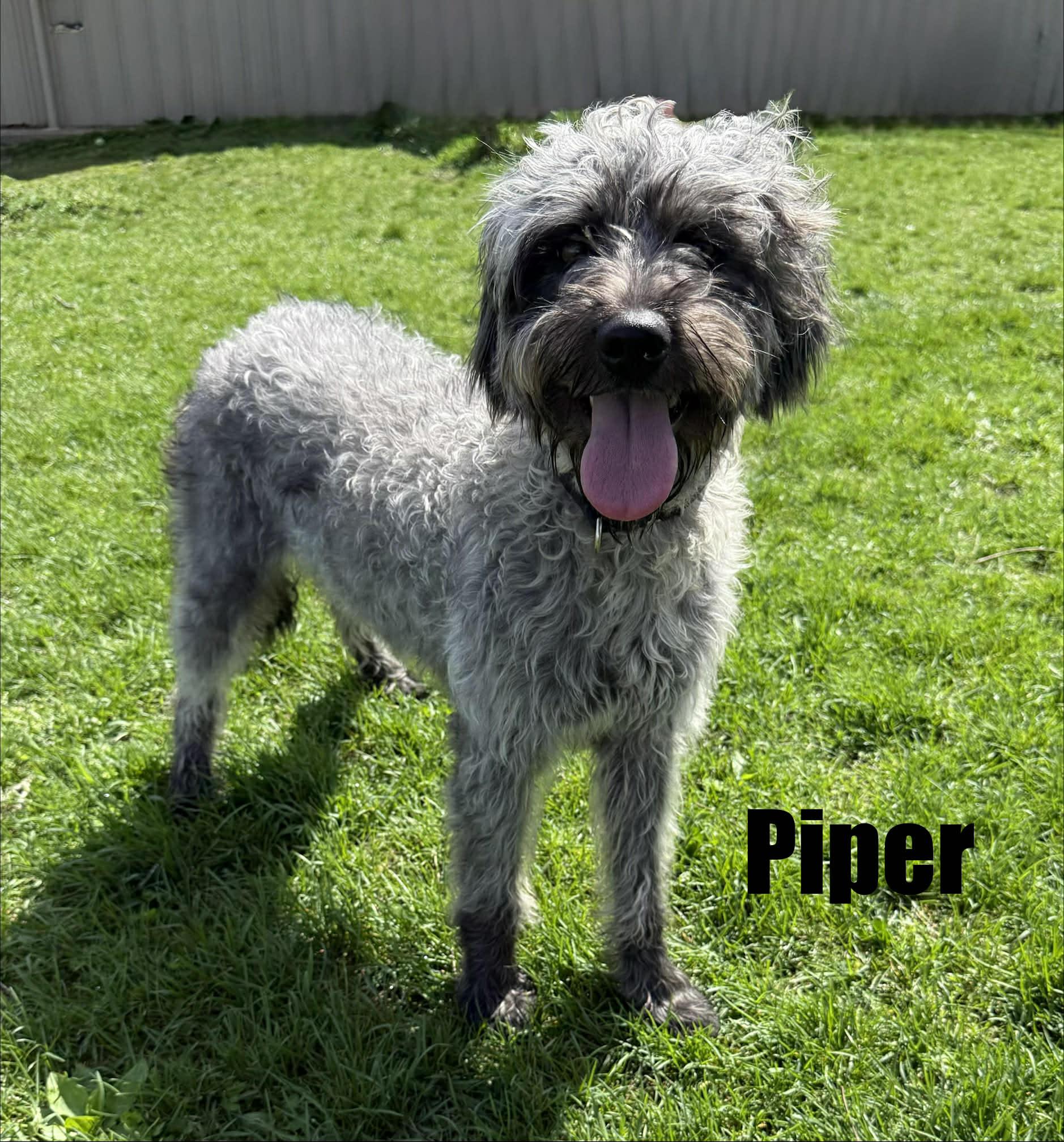 Enlarge Piper, a ADOPTABLE mixed breed in Quincy, MI image 1/6