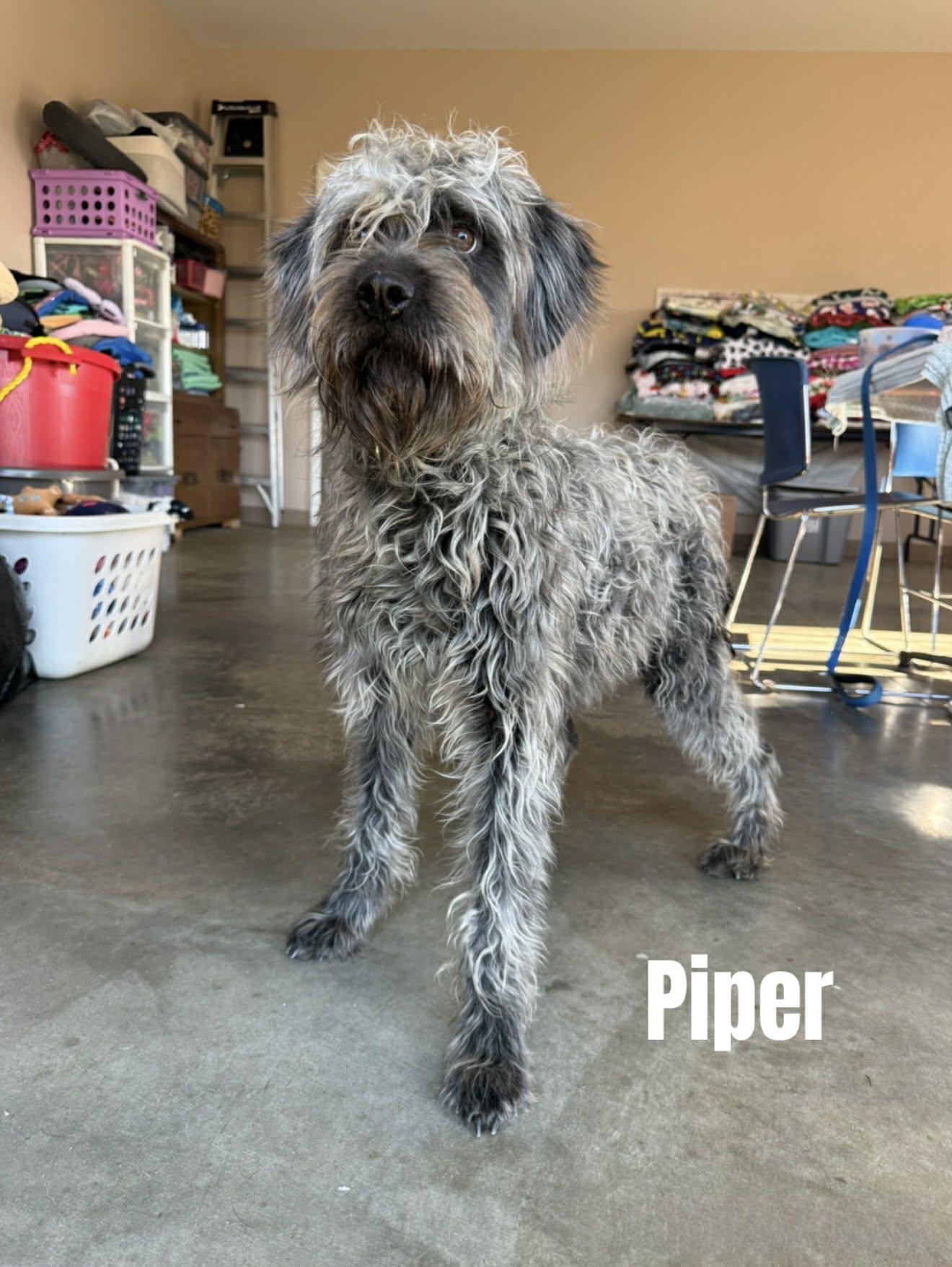 Enlarge Piper, a ADOPTABLE mixed breed in Quincy, MI image 5/6
